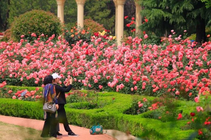看这里！市属九大公园景区这样赏花打卡