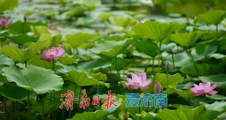 一年四季 泉在济南丨大明湖荷花盛开 游客纷至沓来打卡赏景
