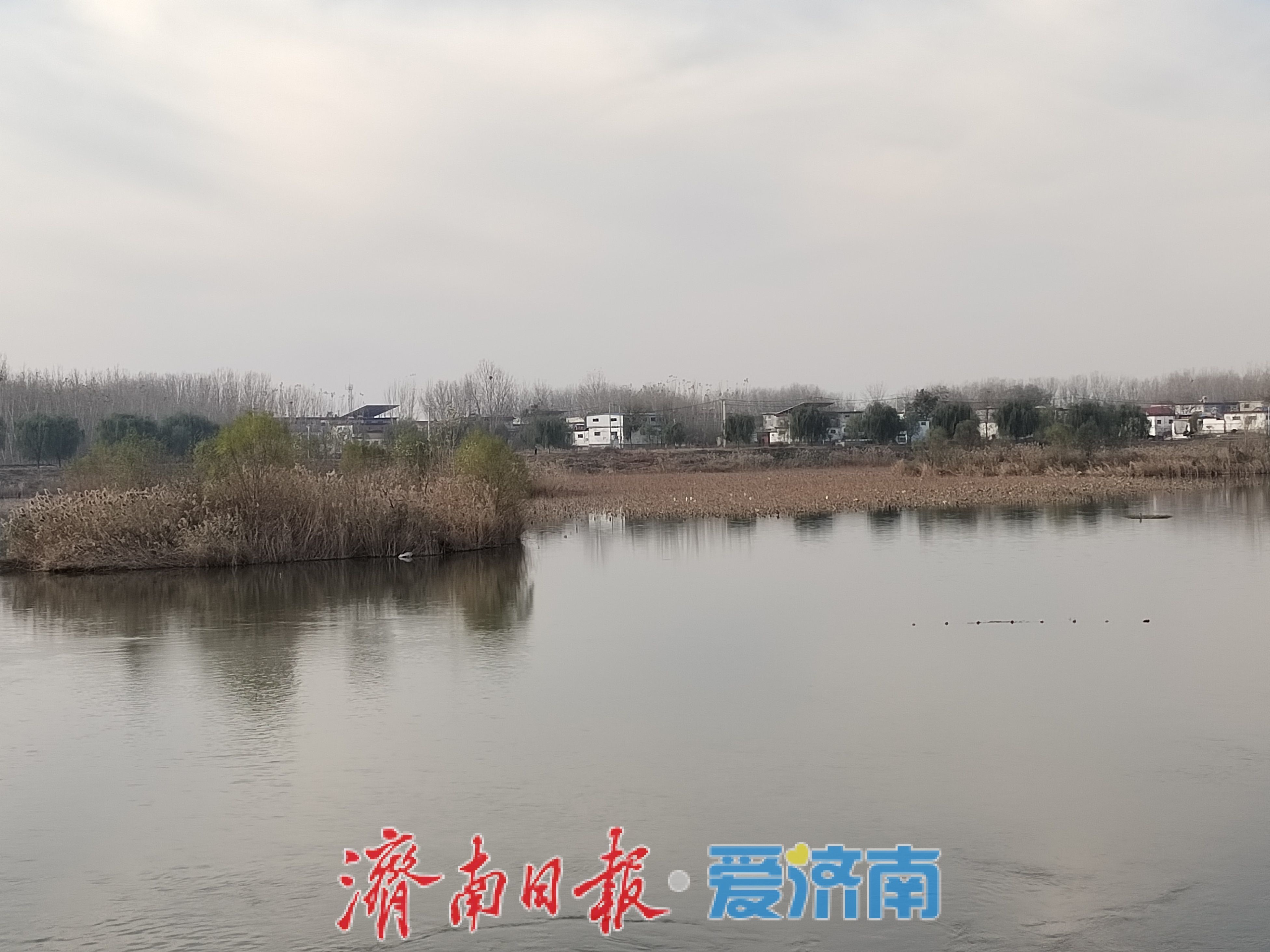 “环保鸟”白鹭为何爱上北大沙河