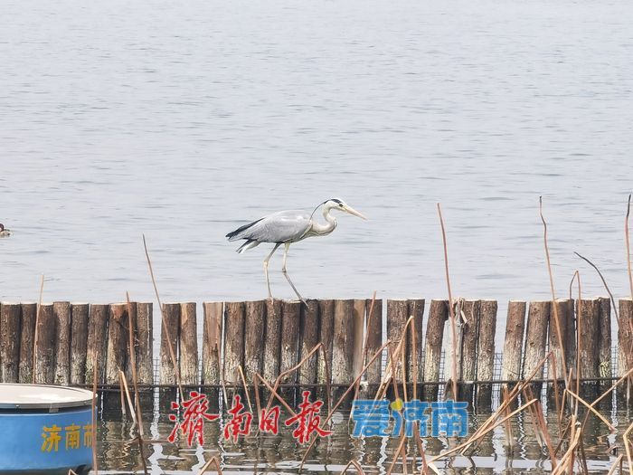 济南大明湖畔春光暖，苍鹭蹁跹入画来