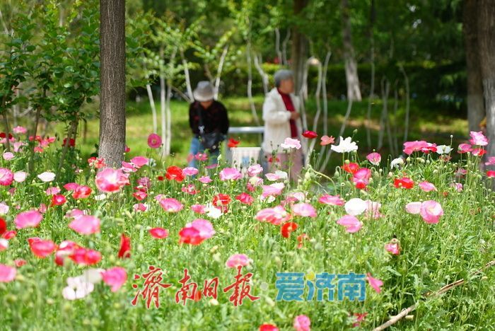 一年四季 泉在济南｜五彩虞美人绽放英雄山，游客沉醉花海忙定格
