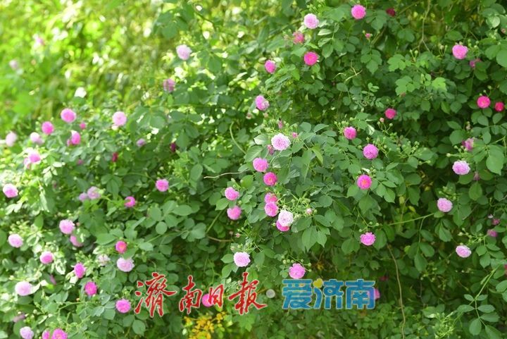 泉畔最美蔷薇“花墙”浪漫绽放