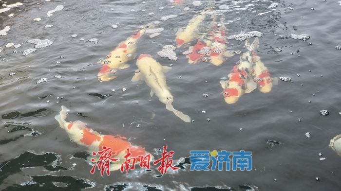 济南这个“网红村”，凭什么逆袭？