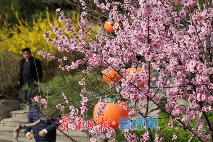 趵突泉春意浓 美人梅盛放醉游人