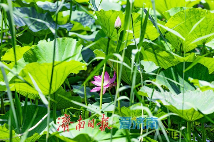一年四季 泉在济南｜荷风初起夏意浓 济南大明湖荷花陆续绽放启幕初夏美景