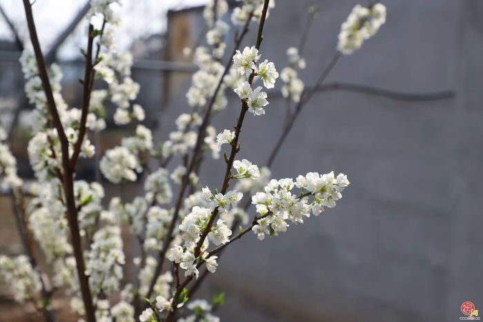 章丘官庄街道徐家村：我在徐家有块地！