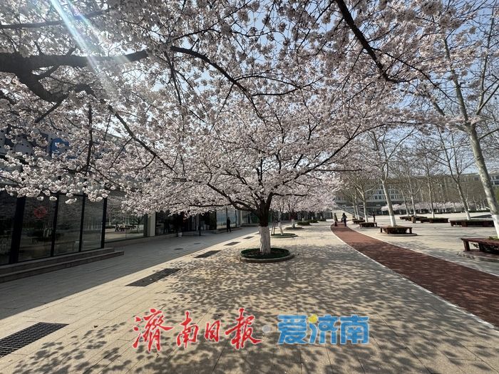樱花映科创 泉城添春意 齐鲁软件园成春日打卡地