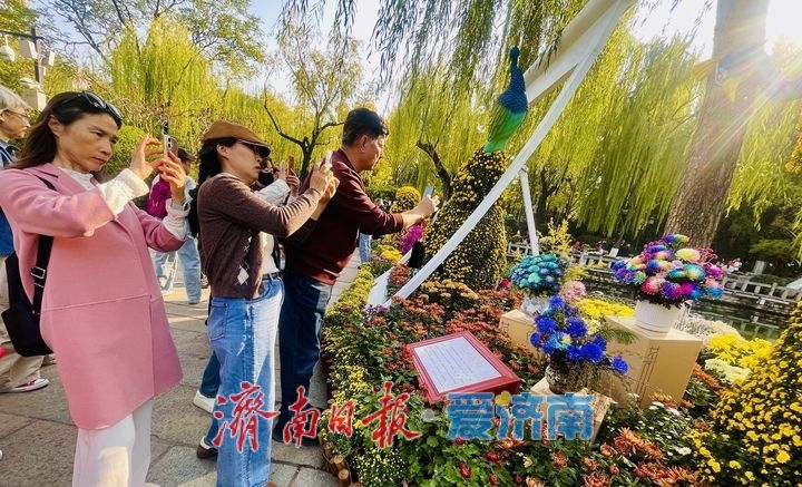 趵突泉畔菊正黄，一城秋色入花海
