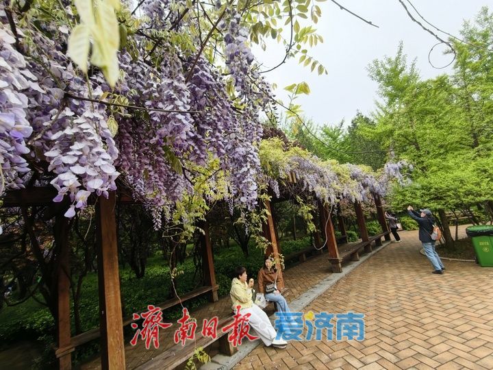 花香四溢如梦似幻！济南森林公园紫藤花开醉游人