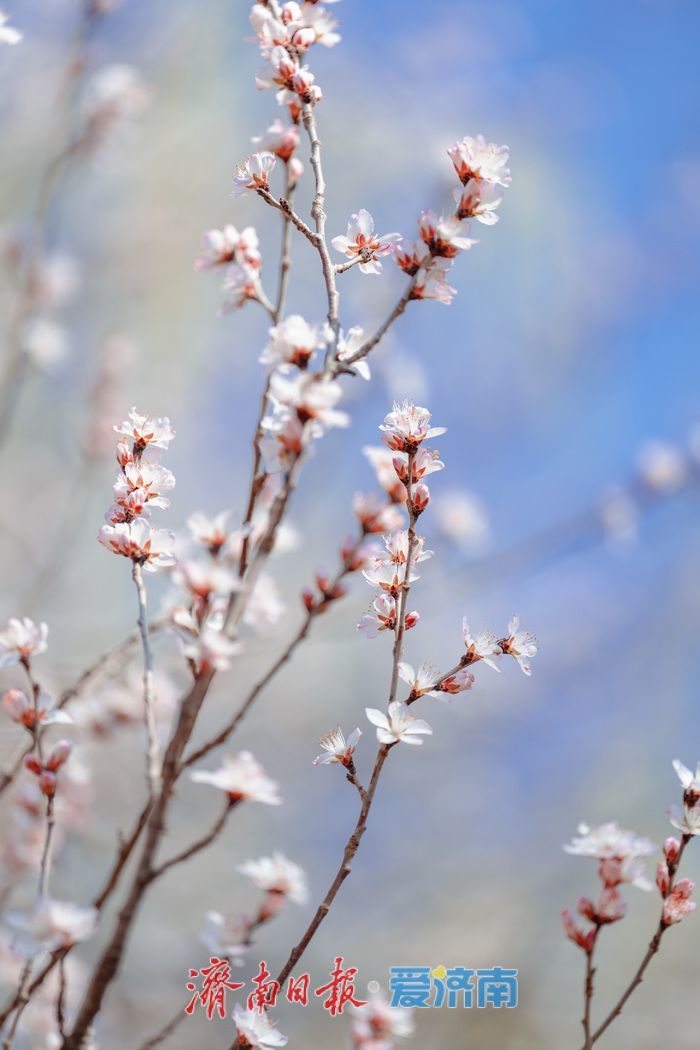 一年四季 泉在济南丨迎春花、玉兰、梅花竞相绽放，泉城公园一派春意盎然