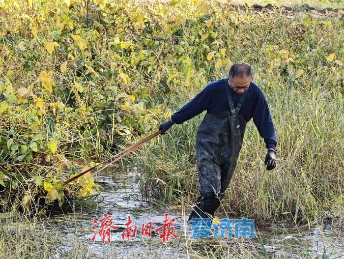 雨水浸泡农田，农户挥汗抢收——直击槐荫区郑家店村大豆抢收现场