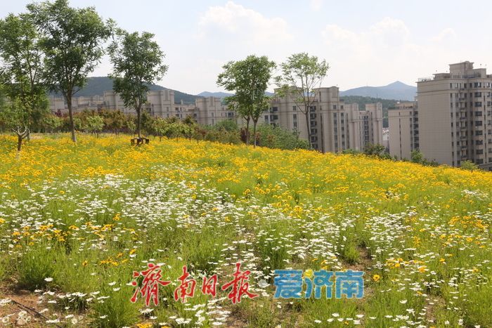 一年四季 泉在济南丨金鸡菊盛开，邂逅初夏金色浪漫
