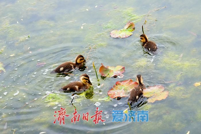 大明湖新生斑嘴鸭宝宝憨态可掬引围观