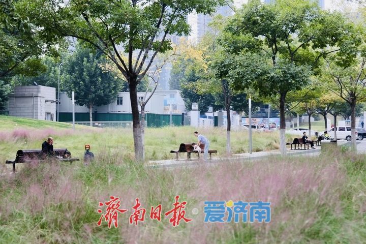 泉城人才公园粉黛进入盛花期 邂逅秋日粉色浪漫