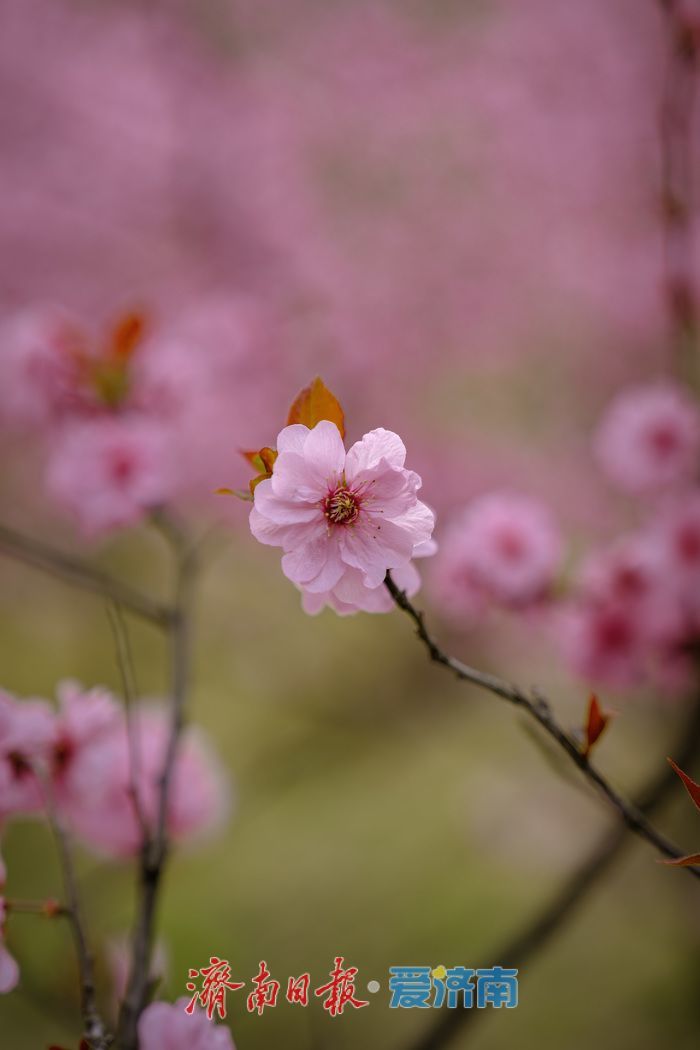 漫山粉霞醉游人！济南红叶谷梅花进入盛花期