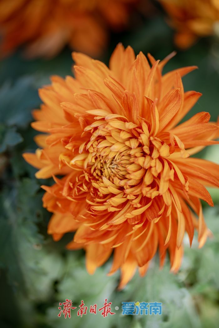 一年四季 泉在济南丨济南趵突泉菊展：初冬时节菊花争艳 满园锦绣引客来