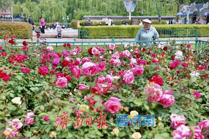 泉城广场月季盛放迎“五一” 姹紫嫣红满城芳