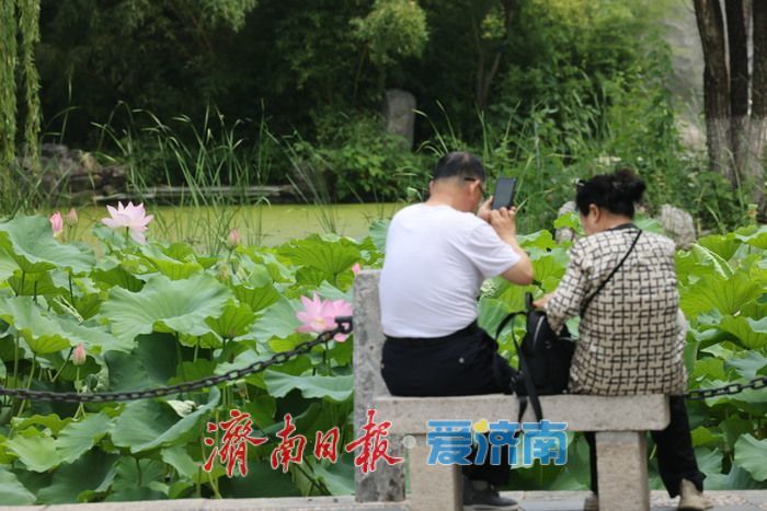 一年四季 “泉”在济南丨荷风送香！泉城公园荷花盛开迎来观赏季
