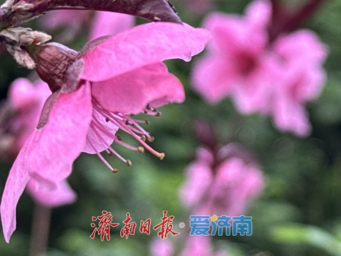 一年四季 泉在济南｜桃花映长街 春意满泉城