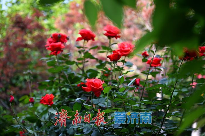 五龙潭公园花海引客来 月季蔷薇竞相绽放成拍照胜地