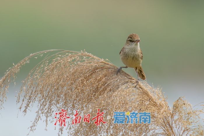 观鸟志愿行遇惊喜，珍稀鸟类棉凫现身华山湖