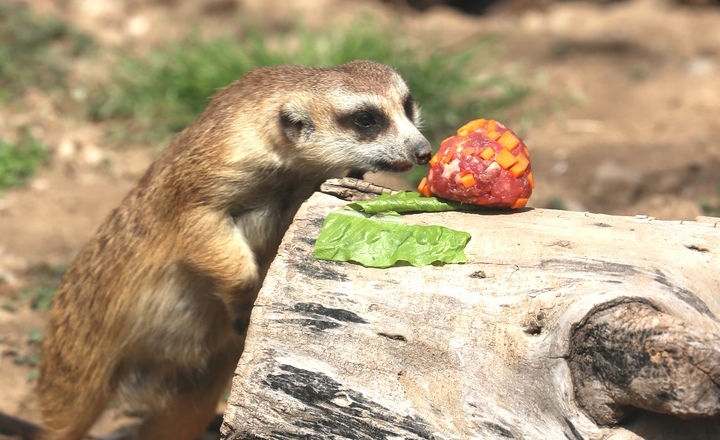 清明假期，济南动物园里感受食物丰容新体验