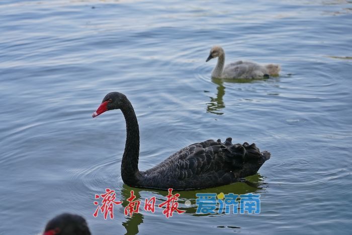 大明湖的黑天鹅宝宝，长大啦！