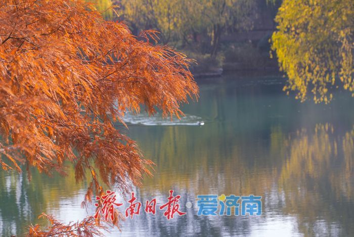 一年四季 泉在济南丨大明湖四象限机位 褚红杉林美到出圈