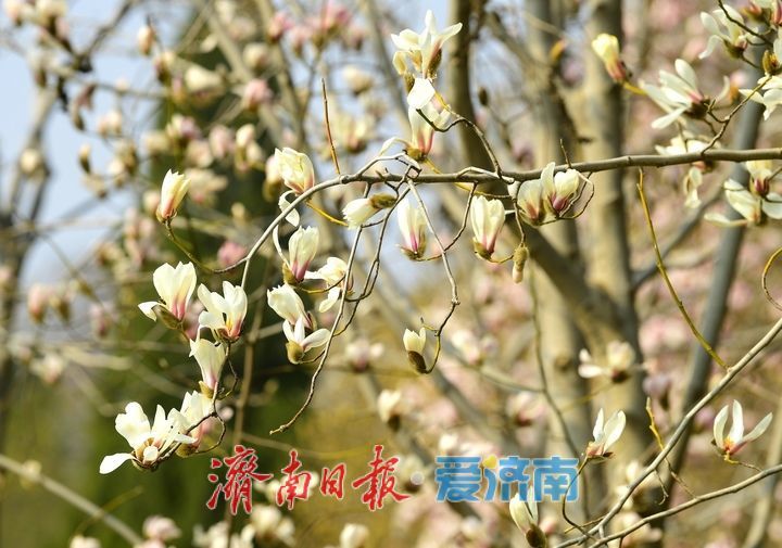 皎皎玉兰花，望春展笑颜