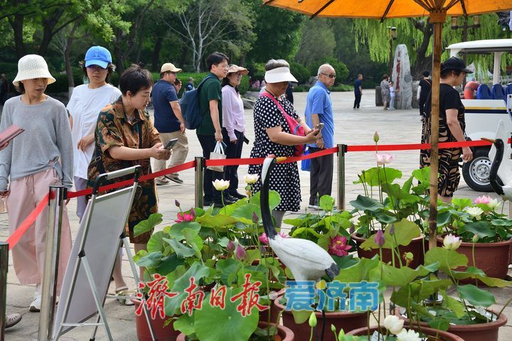 湖光悦色·荷映泉城！济南市第40届荷花艺术节7月3日灿烂启幕