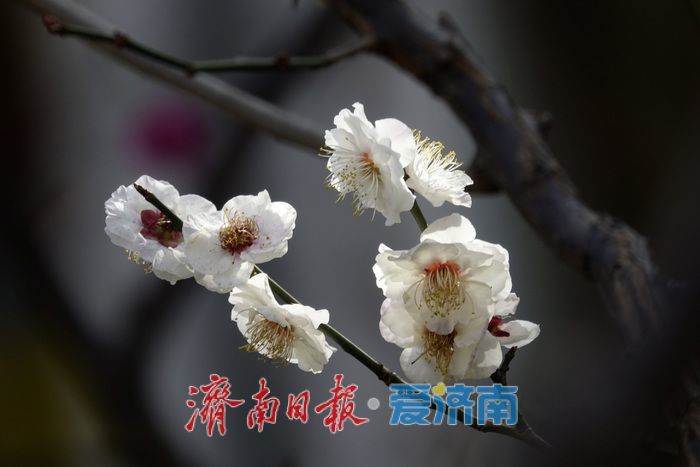 一年四季 泉在济南丨梅开枝头春意闹 暗香浮动醉春光