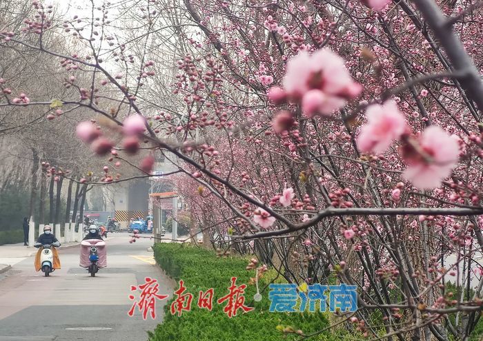 日照路美人梅盛放 千米粉带扮靓西城