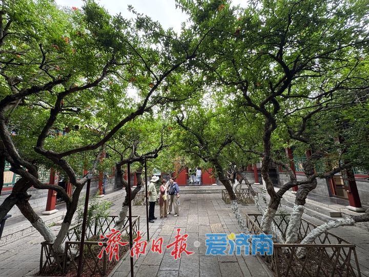 百年榴花映古建 万竹园里夏韵浓
