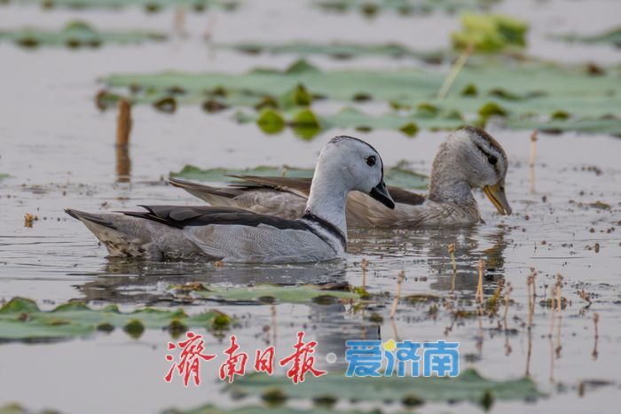 观鸟志愿行遇惊喜，珍稀鸟类棉凫现身华山湖
