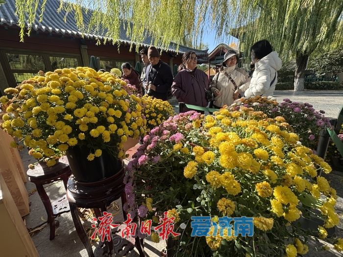 趵突泉菊展收官倒计时 市民游客赶尾档赏菊