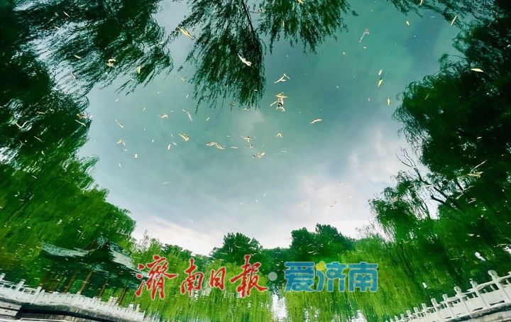 夏日珍珠泉 满池清凉意