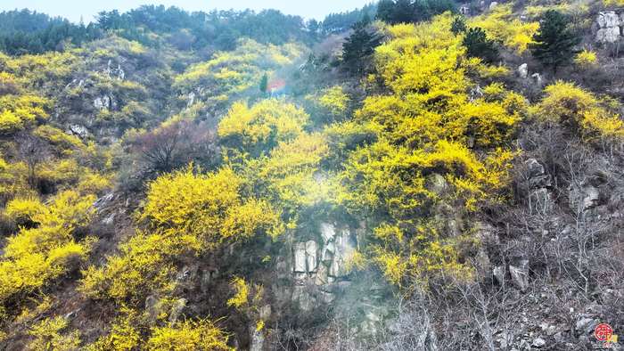 春日限定浪漫！西营藕池村连翘铺满山间