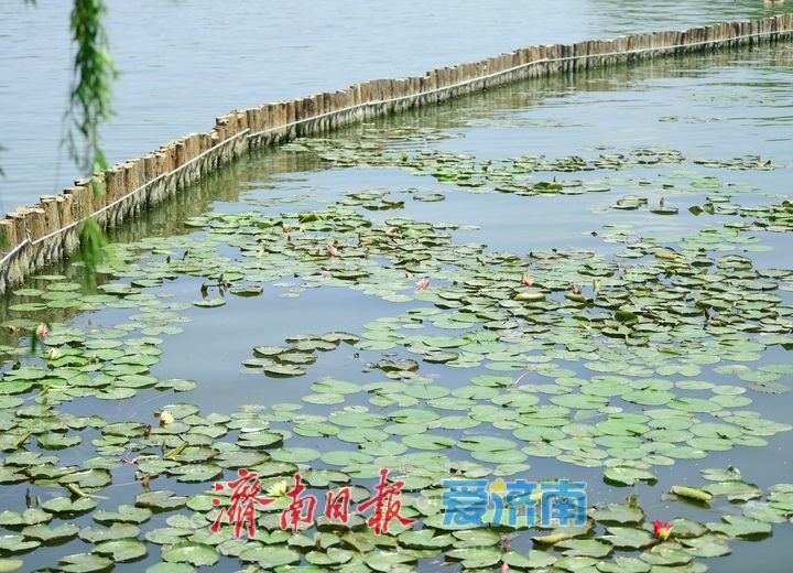 一年四季 泉在济南｜“双色莲”现身济南大明湖，游客直呼“好运莲莲”