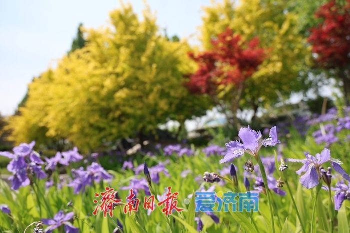 一年四季 泉在济南｜暮春赴约小清河 鸢尾花开醉泉城