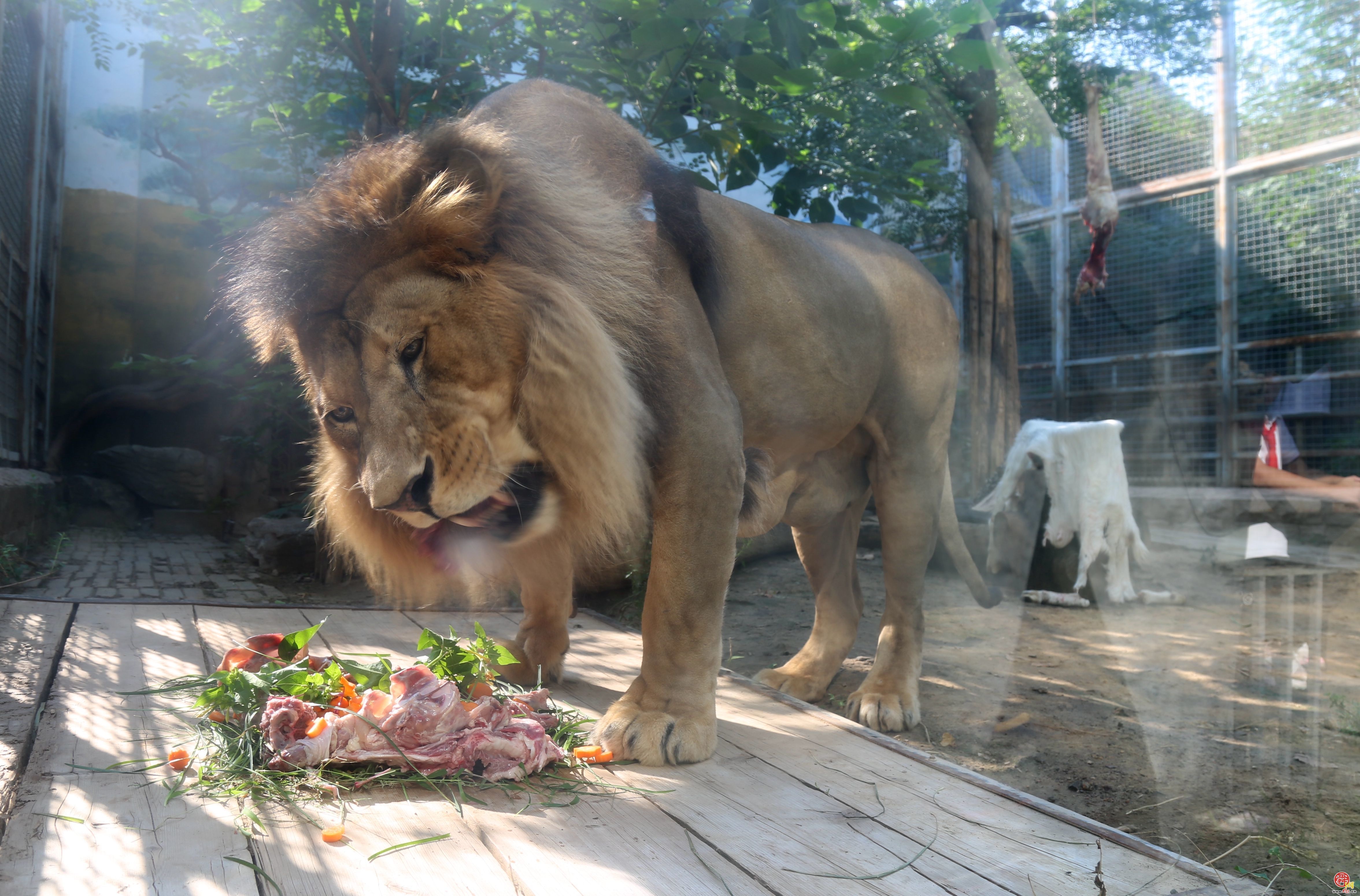 济南动物园为狮子“辛巴”庆生 独特 “羊皮” 增添别样魅力