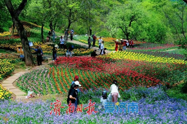 泉城春正好，红叶谷郁金香醉游人