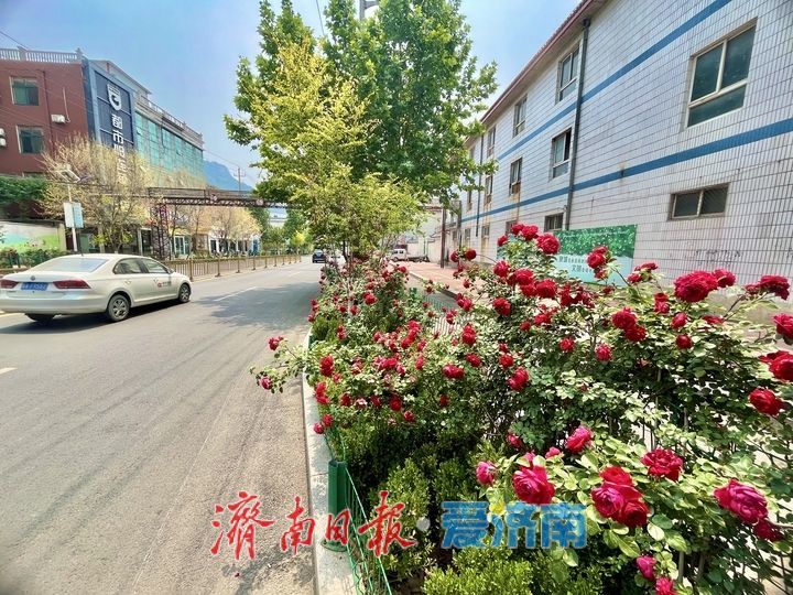 一年四季 泉在济南丨月季花开满城芳 繁花似锦醉初夏