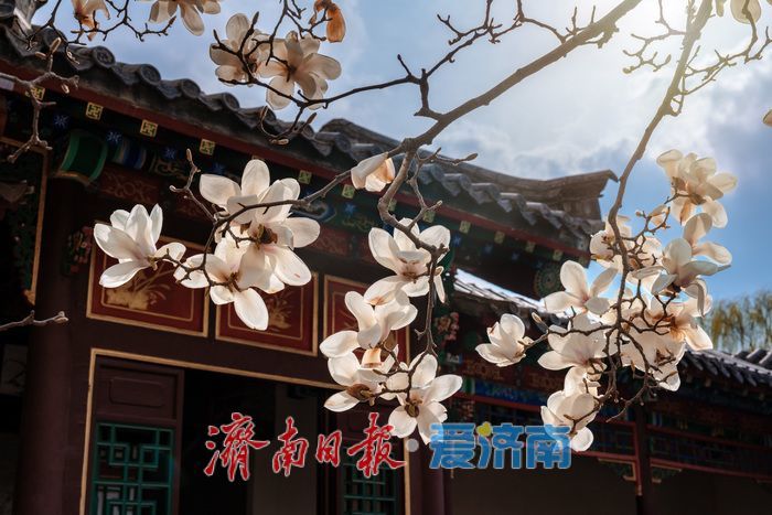 济南趵突泉万竹园：玉兰盛放映古建 春色满园醉游人