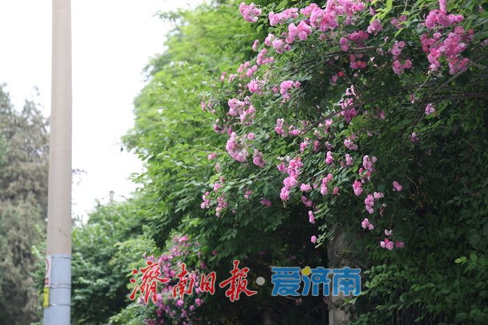 千佛山蔷薇花带扮靓登山路 “花漾”景致引游客驻足流连