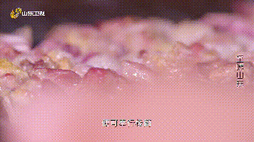 好客山东美食争霸赛，明星来助力！看看他们在鲁A都吃了啥?