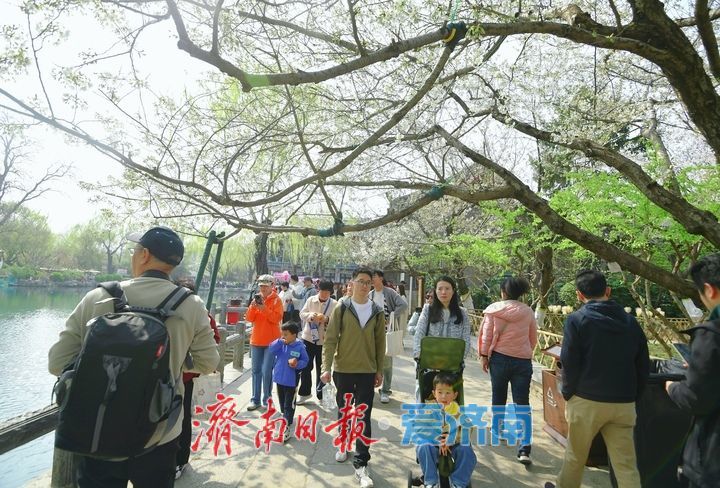 春风拂岸樱绽龙潭 ，济南市第23届五龙潭樱花节正式启幕