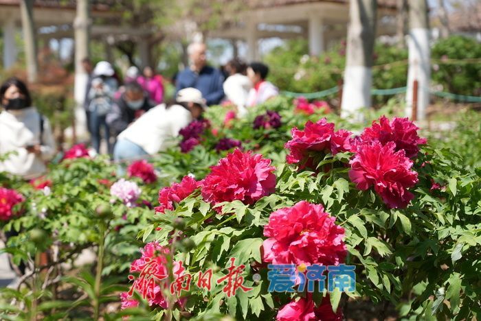 一年四季 泉在济南｜热度持续高涨！牡丹花开迎来最佳观赏期