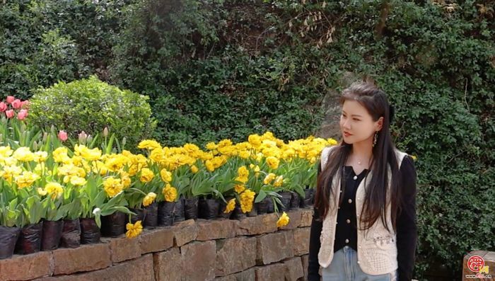 郁金香花海盛放 红叶谷邀你赴春约