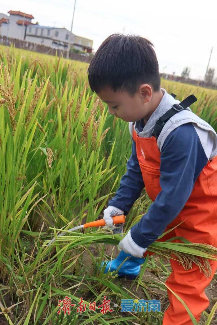 轨交通田园，稻浪作课堂 曲家乡村TOD金秋研学正当时