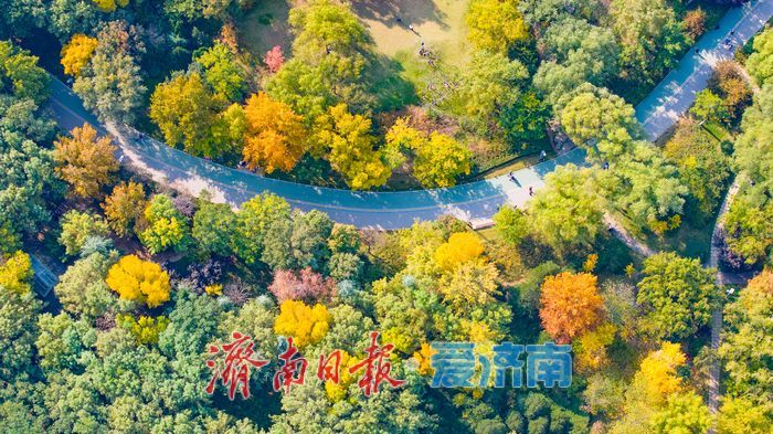 森林公园秋色如画 金黄银杏与巨型白蜡树引客来